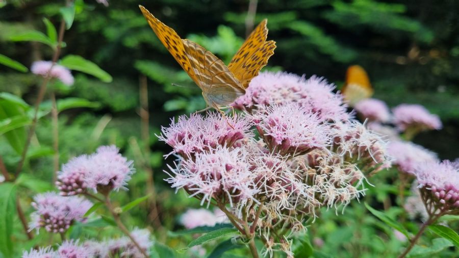 ארטיגה דה לין